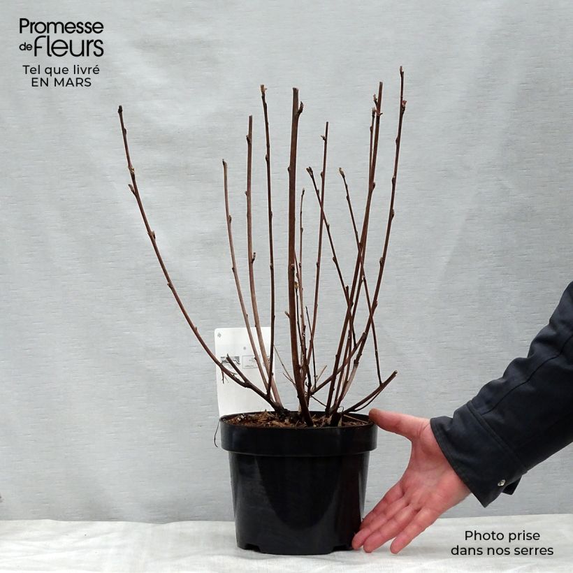 Physocarpus opulifolius Diabolo - Ninebark sample as delivered in spring