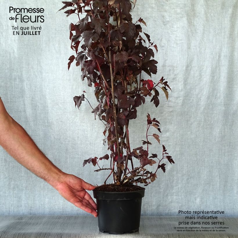 Physocarpus opulifolius Diabolo - Ninebark 3L/4L pot sample as delivered in summer