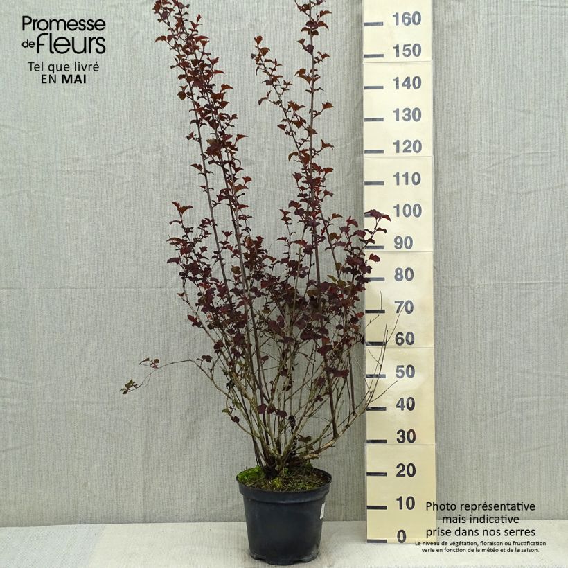 Physocarpus opulifolius Diabolo - Ninebark sample as delivered in spring