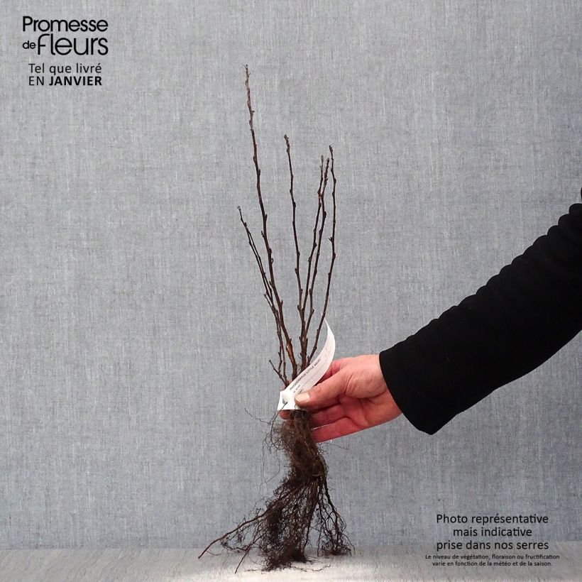 Physocarpus opulifolius Little Angel - Ninebark Bare rootShipped height around 30/50cm sample as delivered in winter