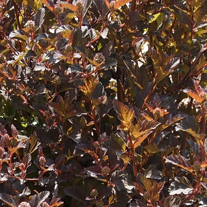 Physocarpus opulifolius Little Devil - Ninebark (Foliage)