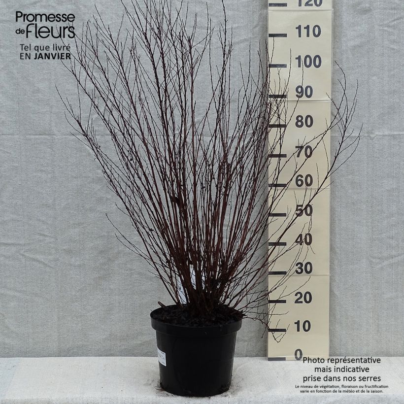 Physocarpus opulifolius Little Devil - Pot de 10L sample as delivered in winter