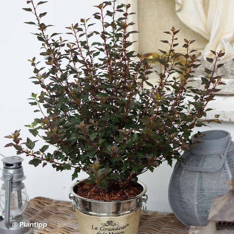 Physocarpus opulifolius Little Joker - Ninebark (Plant habit)