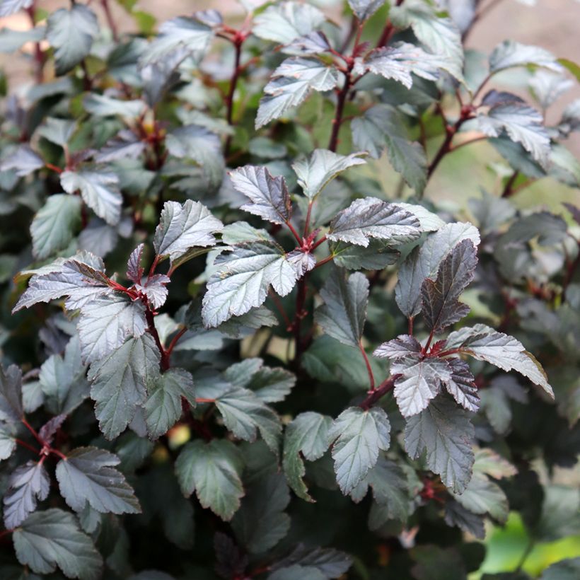 Physocarpus opulifolius Little Joker - Ninebark (Foliage)