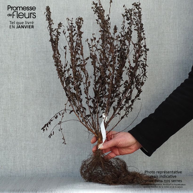 Physocarpus opulifolius Little Joker - Ninebark Bare root sample as delivered in winter