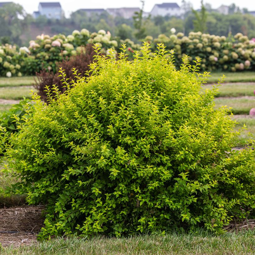 Physocarpus opulifolius Lucky Devil (Plant habit)