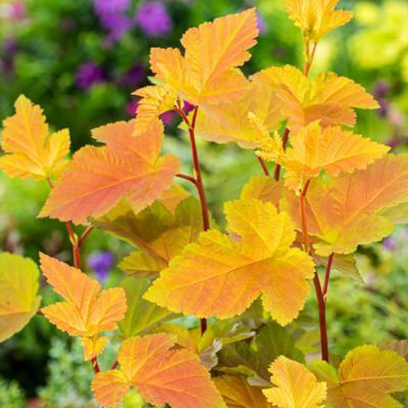 Physocarpus opulifolius Magic Ball - Ninebark (Foliage)