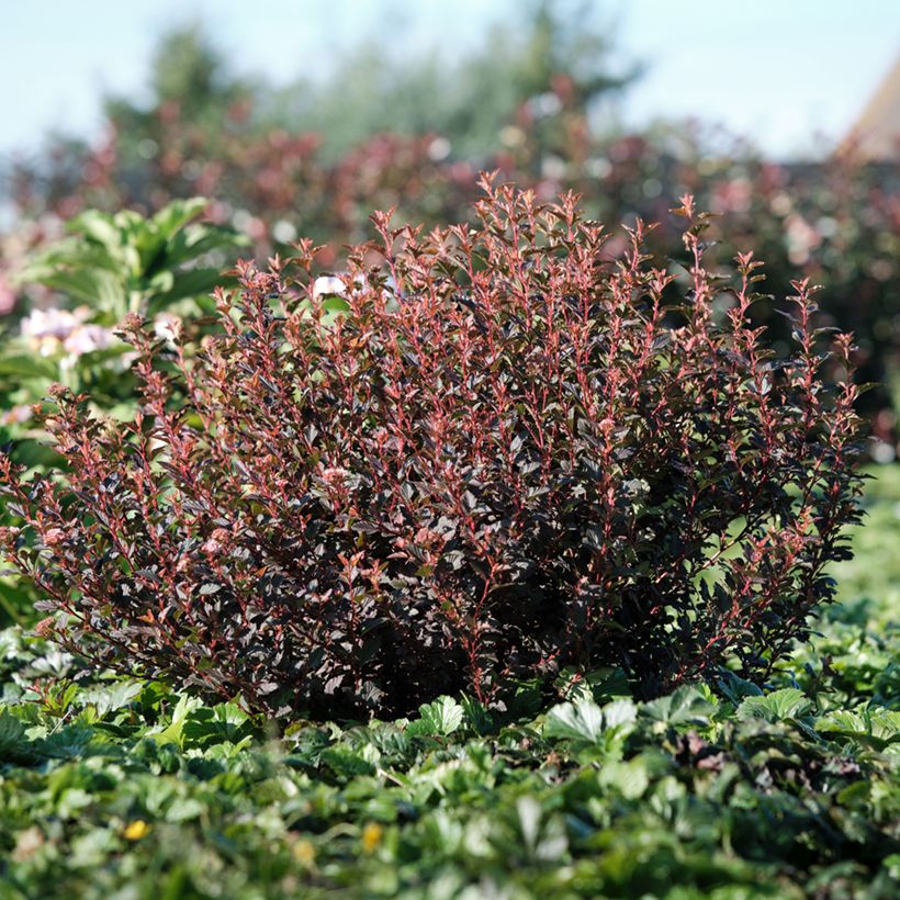 Physocarpus opulifolius Magical Sweet Cherry Tea - Ninebark (Plant habit)