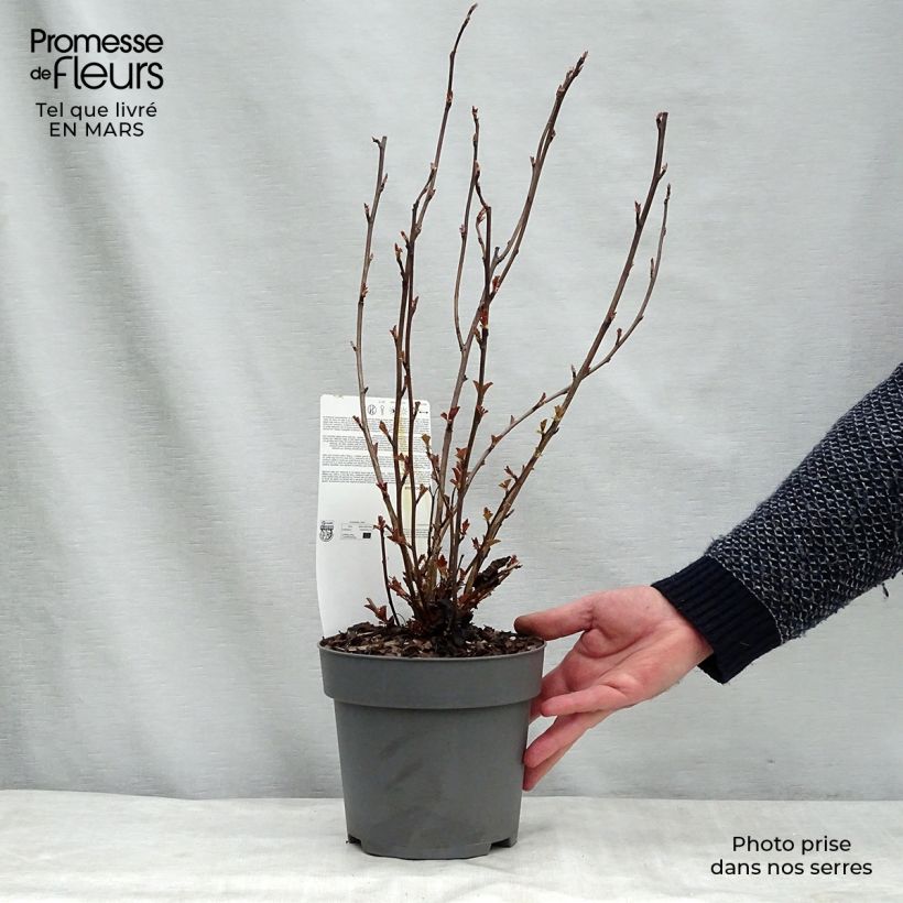 Physocarpus opulifolius Perspectiva - Ninebark sample as delivered in spring