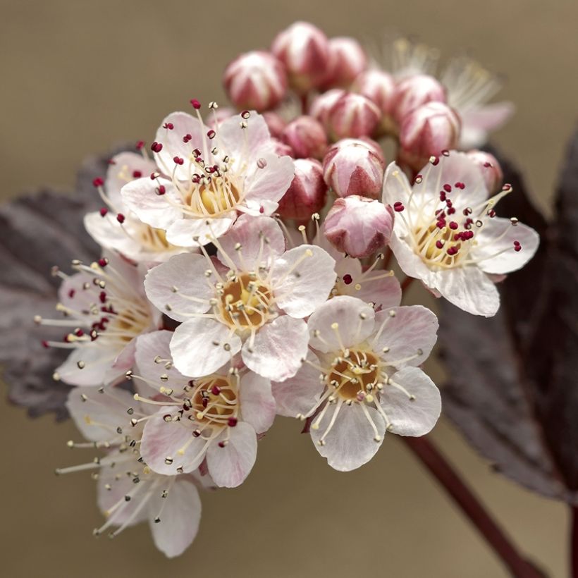 Physocarpus opulifolius Perspectiva - Ninebark (Flowering)