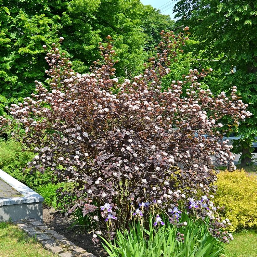 Physocarpus opulifolius Perspectiva - Ninebark (Plant habit)