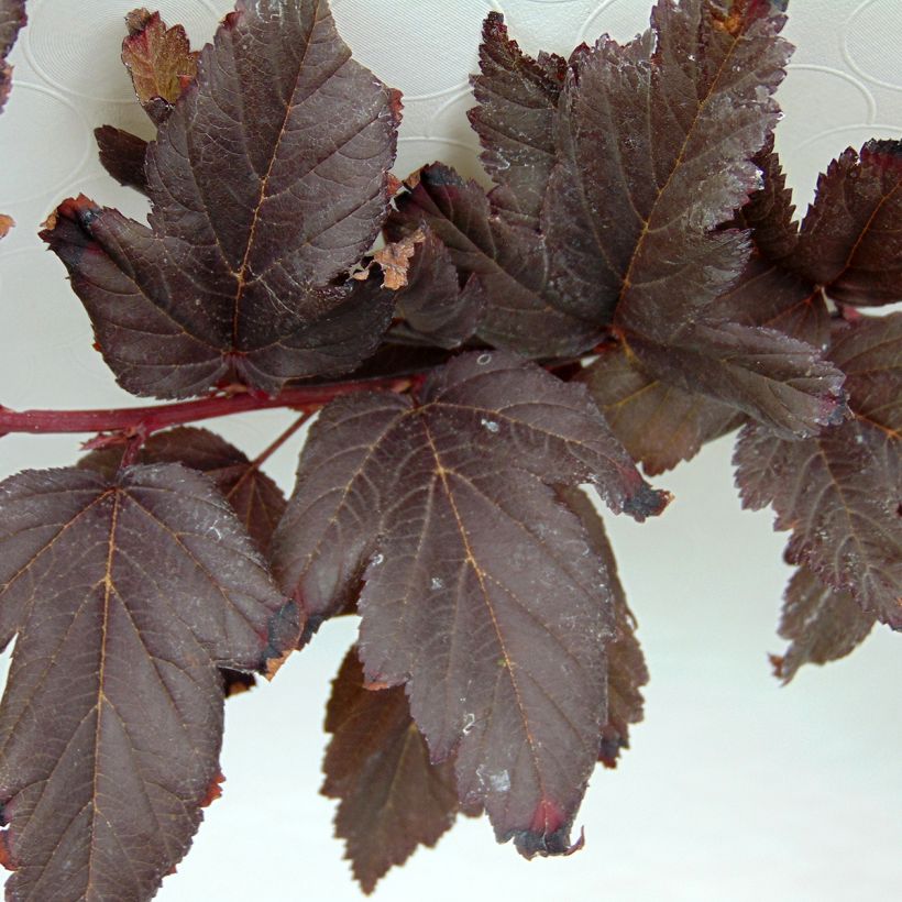 Physocarpus opulifolius Summer Wine - Ninebark (Foliage)