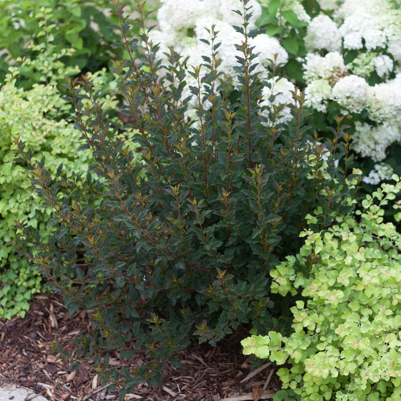 Physocarpus opulifolius Tiny Wine - Proven Winners - Ninebark (Plant habit)