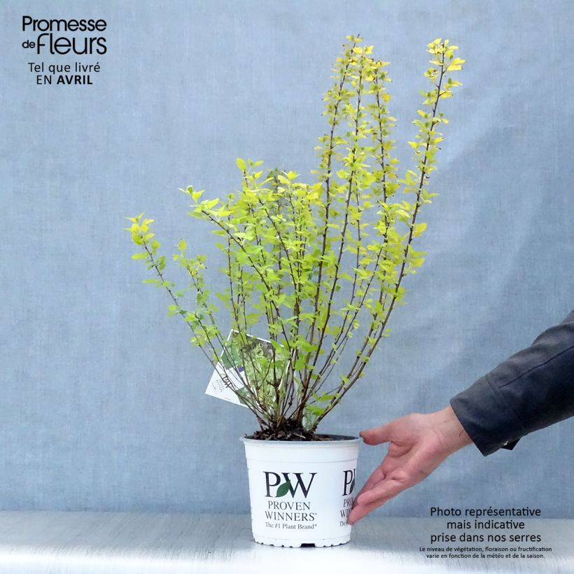 Physocarpus opulifolius Tiny Wine Gold - Ninebark sample as delivered in spring