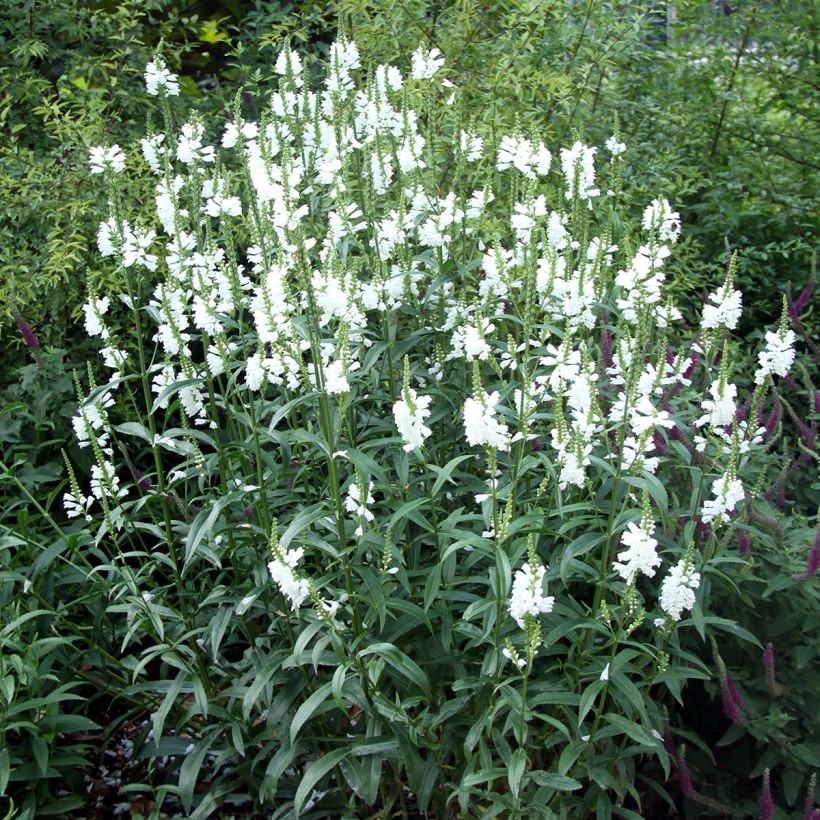 Physostegia virginiana Alba - Obedient Plant (Plant habit)