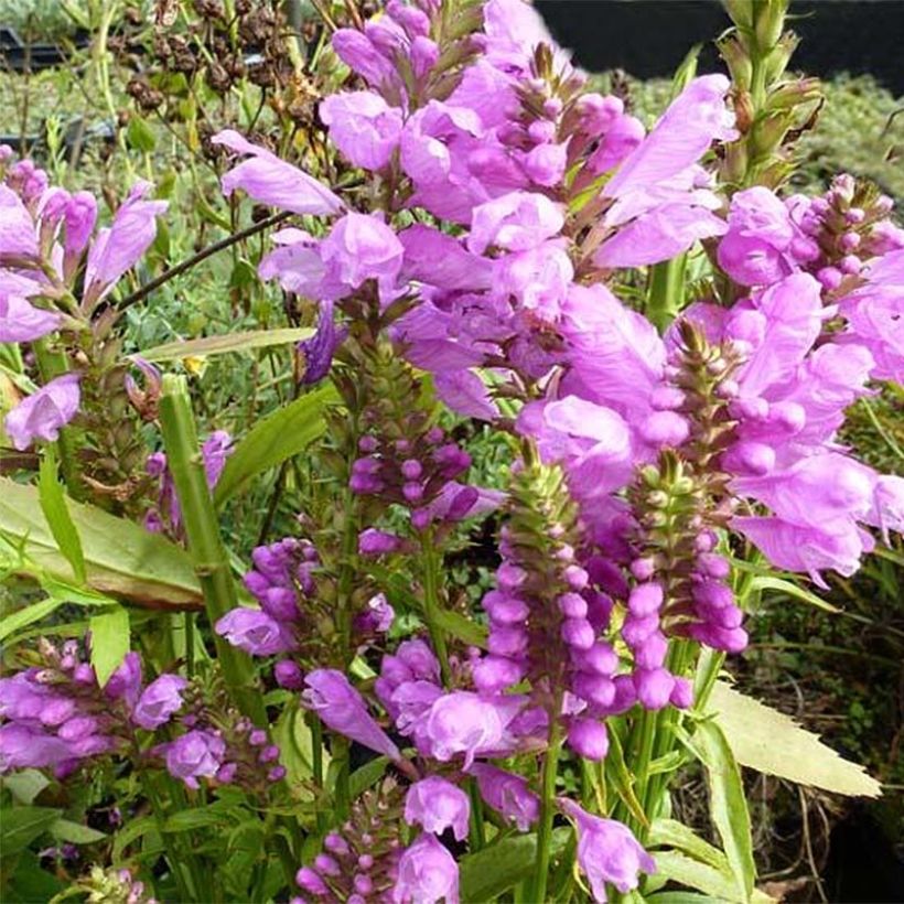 Physostegia virginiana Red Beauty - Obedient Plant (Flowering)