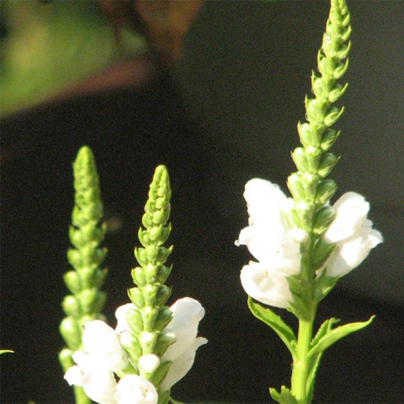 Physostegia virginiana Summer Snow - Obedient Plant (Flowering)
