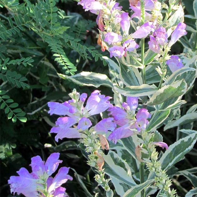 Physostegia virginiana Variegata - Obedient Plant (Flowering)