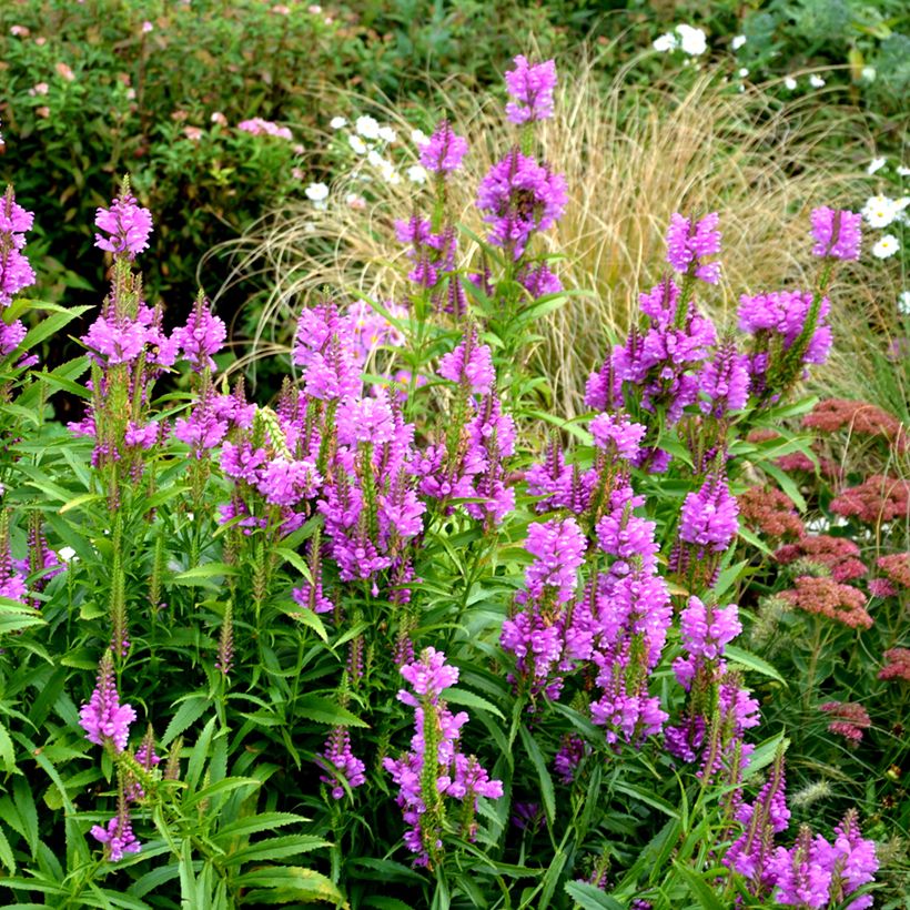 Physostegia virginiana Vivid - Obedient Plant (Plant habit)