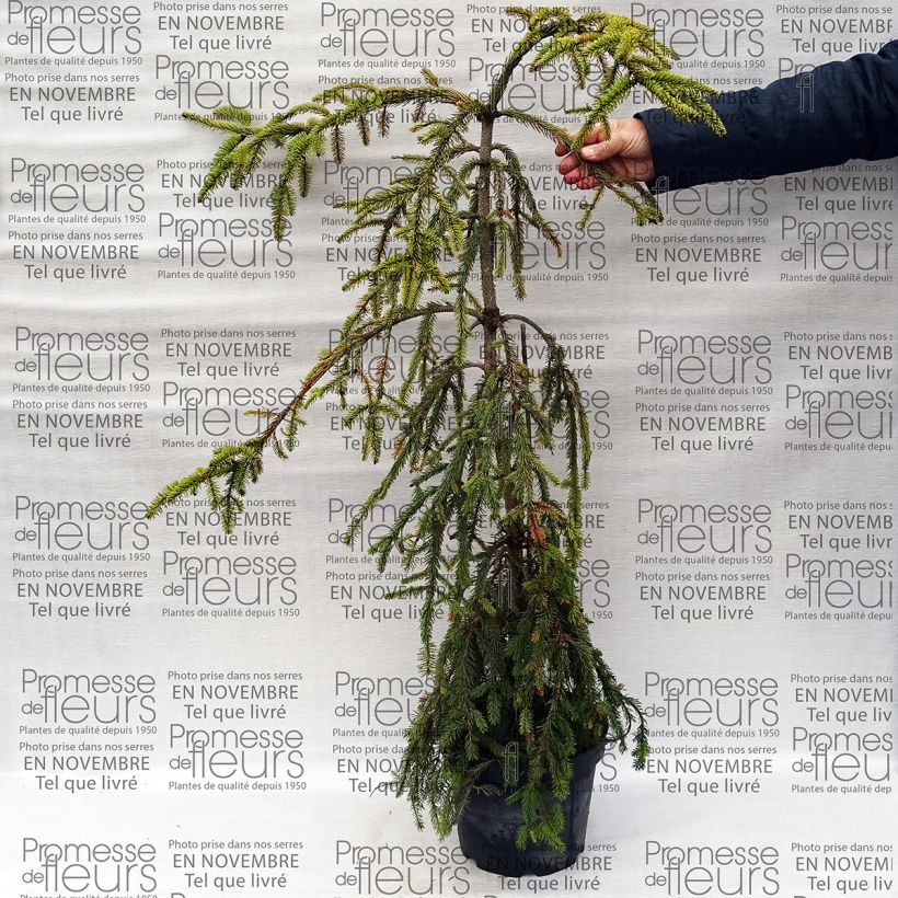 Example of Picea abies Aarburgh - Norway Spruce specimen as delivered