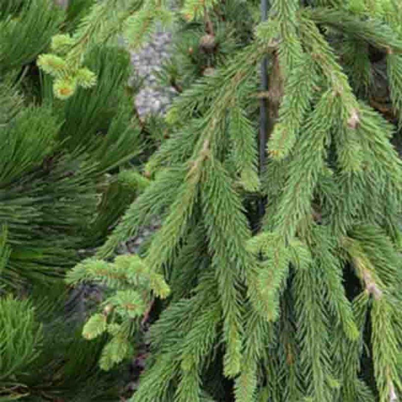 Picea abies Frohburg - Norway Spruce (Foliage)