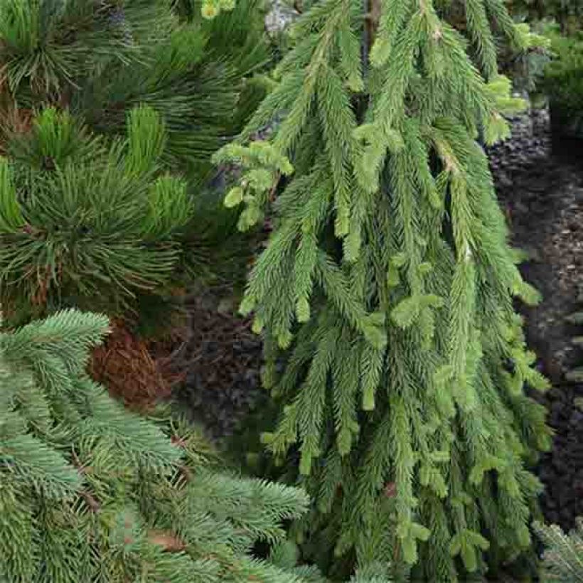 Picea abies Frohburg - Norway Spruce (Plant habit)
