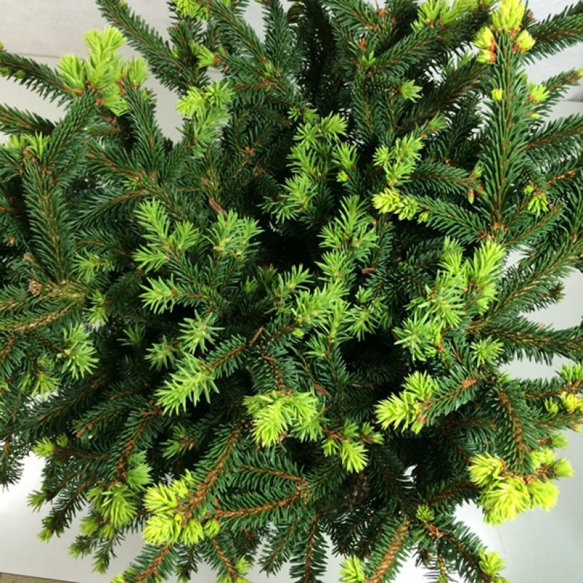 Picea abies Hana Subutus - Norway Spruce (Foliage)