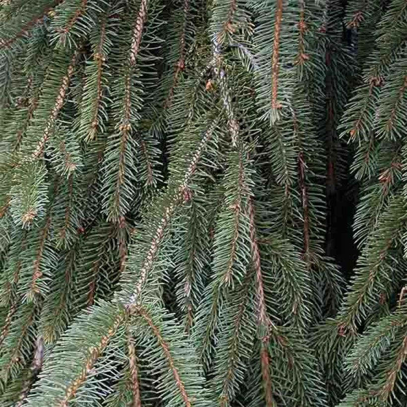 Picea abies Inversa - Norway Spruce (Foliage)