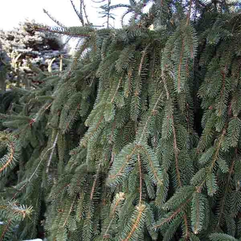 Picea abies Inversa - Norway Spruce (Plant habit)