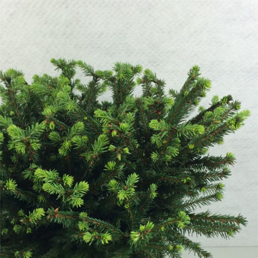 Picea abies Maxwellii - Norway Spruce (Plant habit)