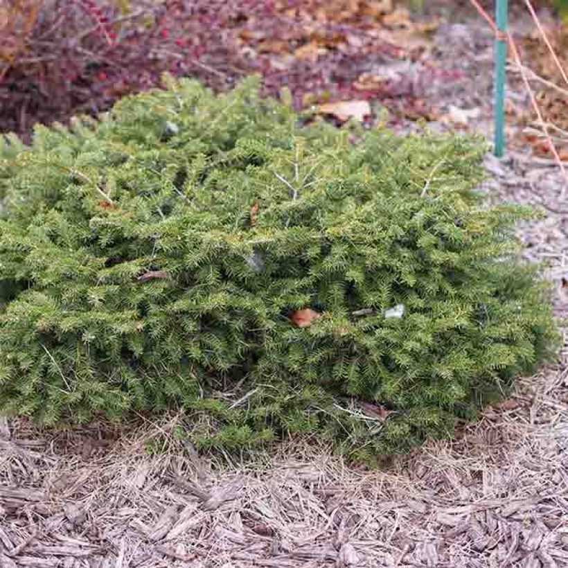 Picea abies Nidiformis - Norway Spruce (Plant habit)
