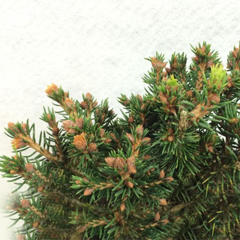 Picea abies Petra - Norway Spruce (Plant habit)