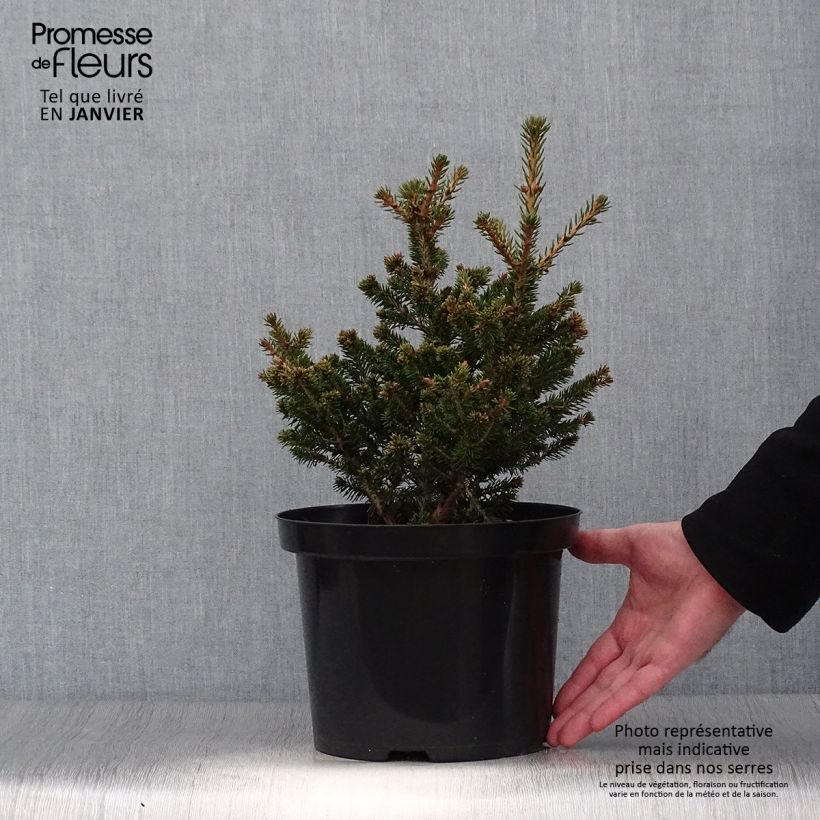 Picea abies Will's Zwerg - Épicéa commun en pot de 7,5L/10L sample as delivered in winter