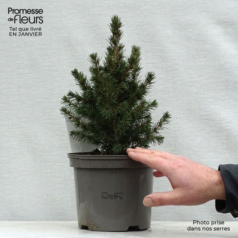 Epinette blanche - Picea glauca Conica en pot de 2/3L sample as delivered in winter