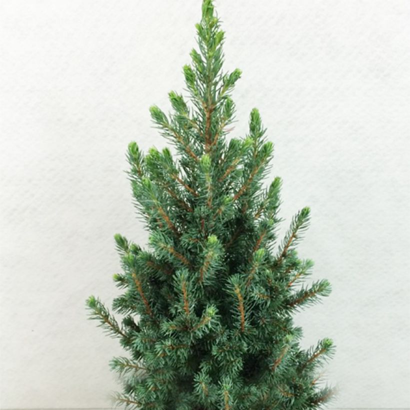 Picea glauca Conica Blue - White Spruce (Plant habit)