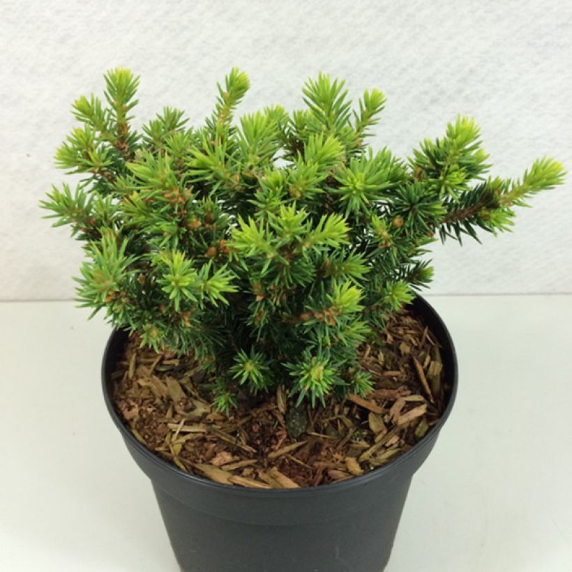 Picea glauca var.densata Cys Wonder - White Spruce (Plant habit)