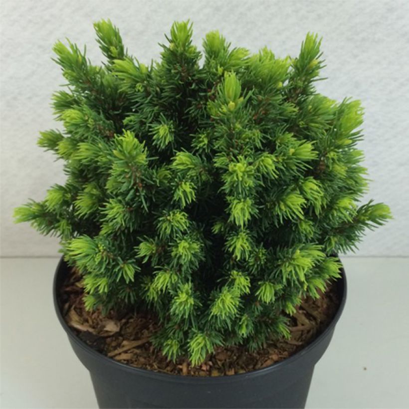 Picea glauca Dendrofarma Gold - White Spruce (Plant habit)