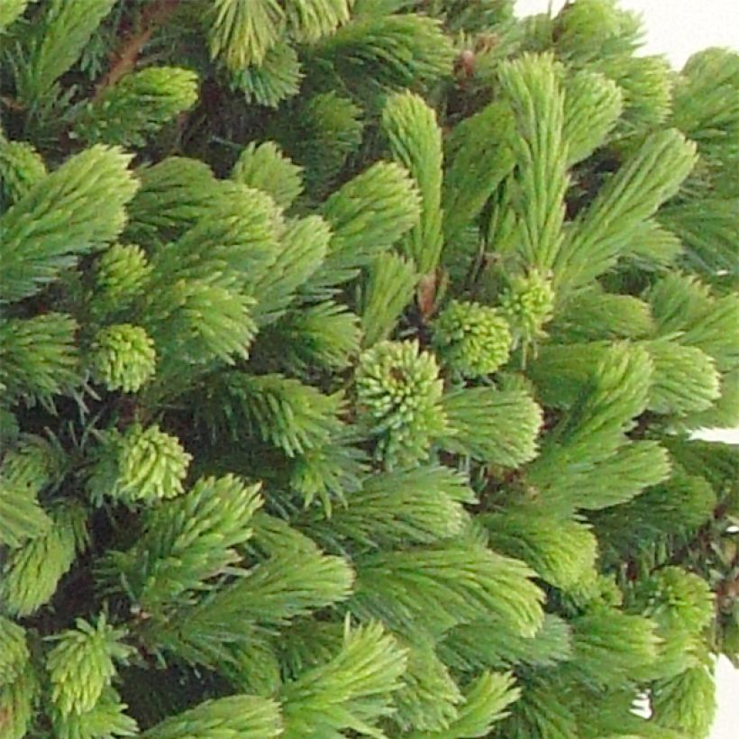 Picea glauca Echiniformis - White Spruce (Foliage)