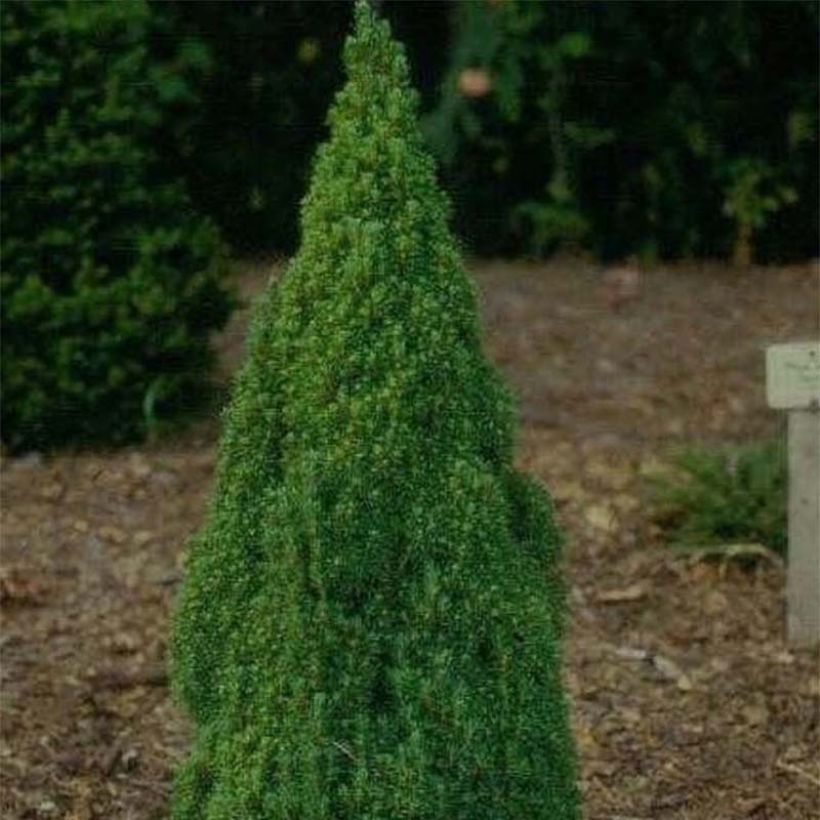 Picea glauca Laurin - White Spruce (Plant habit)
