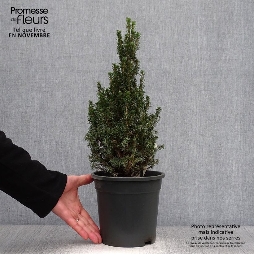 Picea glauca Laurin - Epinette blanche                              Pot de 3L/4L sample as delivered in autumn