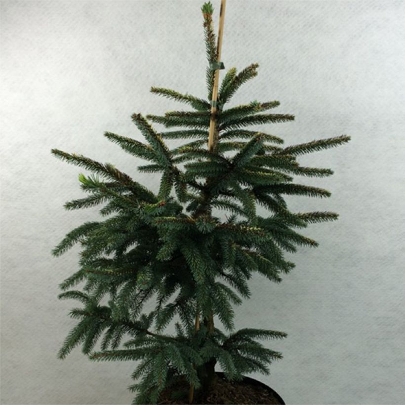 Picea mariana Aurea - Black Spruce (Plant habit)