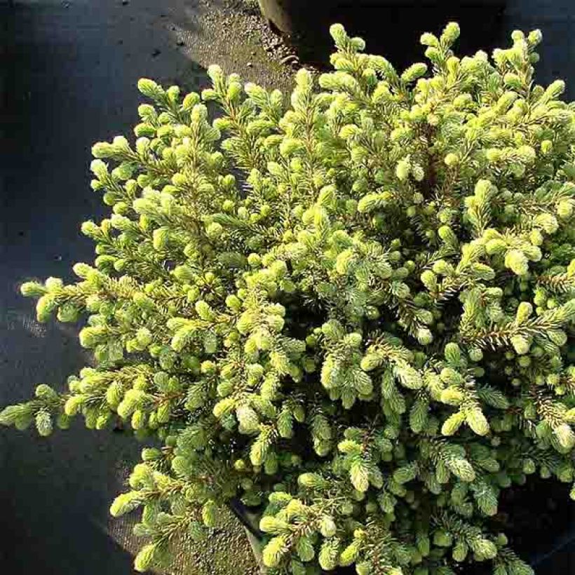 Picea mariana Nana - Black Spruce (Plant habit)