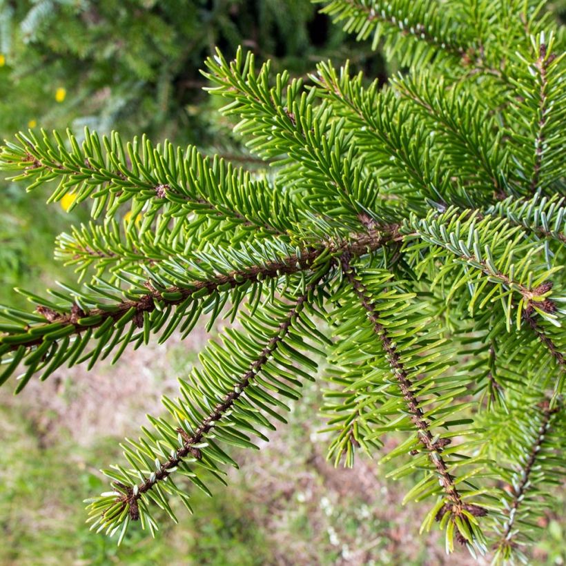Picea omorika - Serbian Spruce (Foliage)