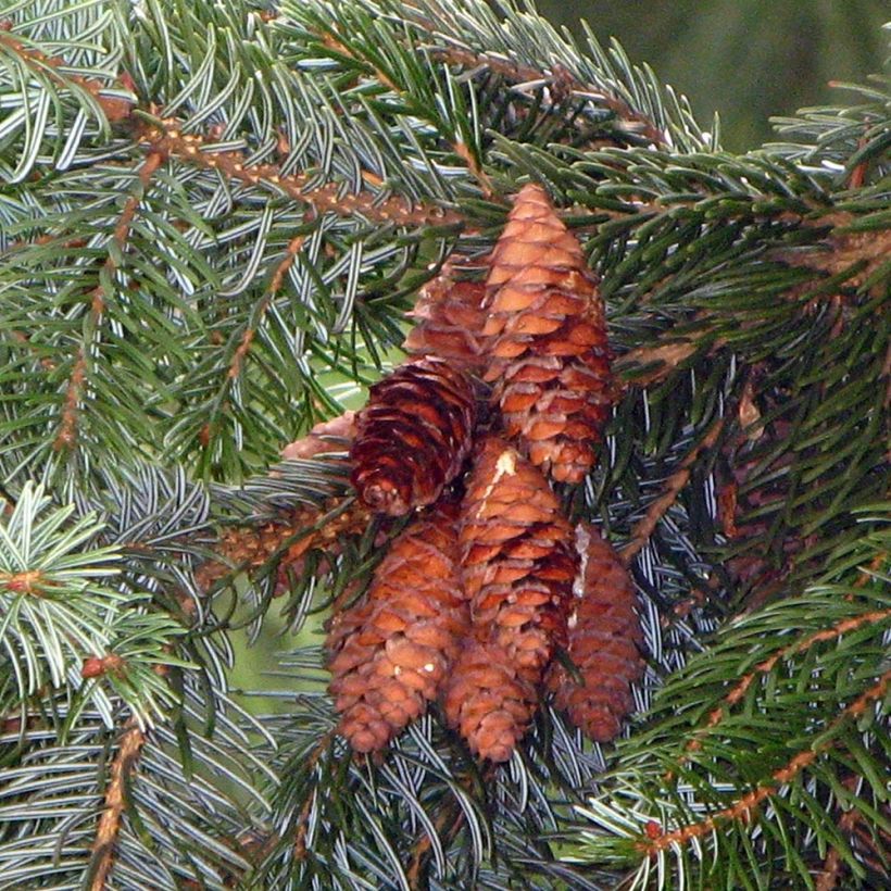 Picea omorika - Serbian Spruce (Harvest)