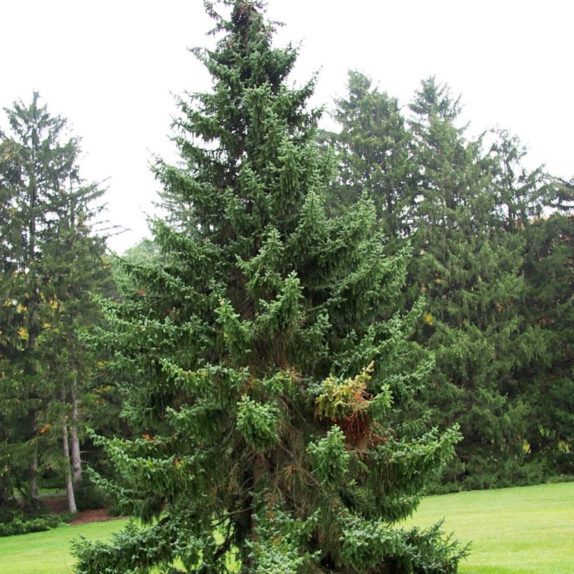 Picea omorika - Serbian Spruce (Plant habit)