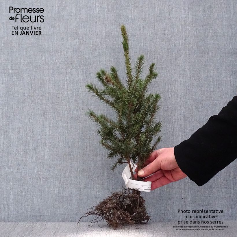 Picea omorika - Serbian Spruce sample as delivered in winter