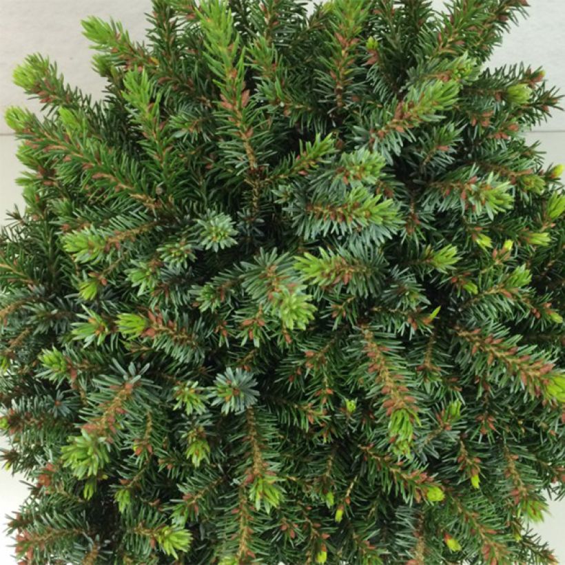 Picea omorika Morava - Serbian Spruce (Foliage)