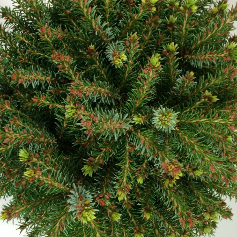 Picea omorika Treblitsch - Serbian Spruce (Foliage)