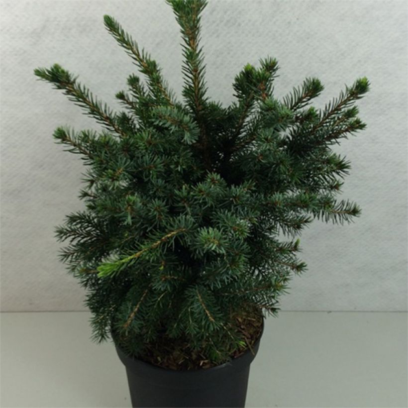 Picea omorika Wodan - Serbian Spruce (Plant habit)
