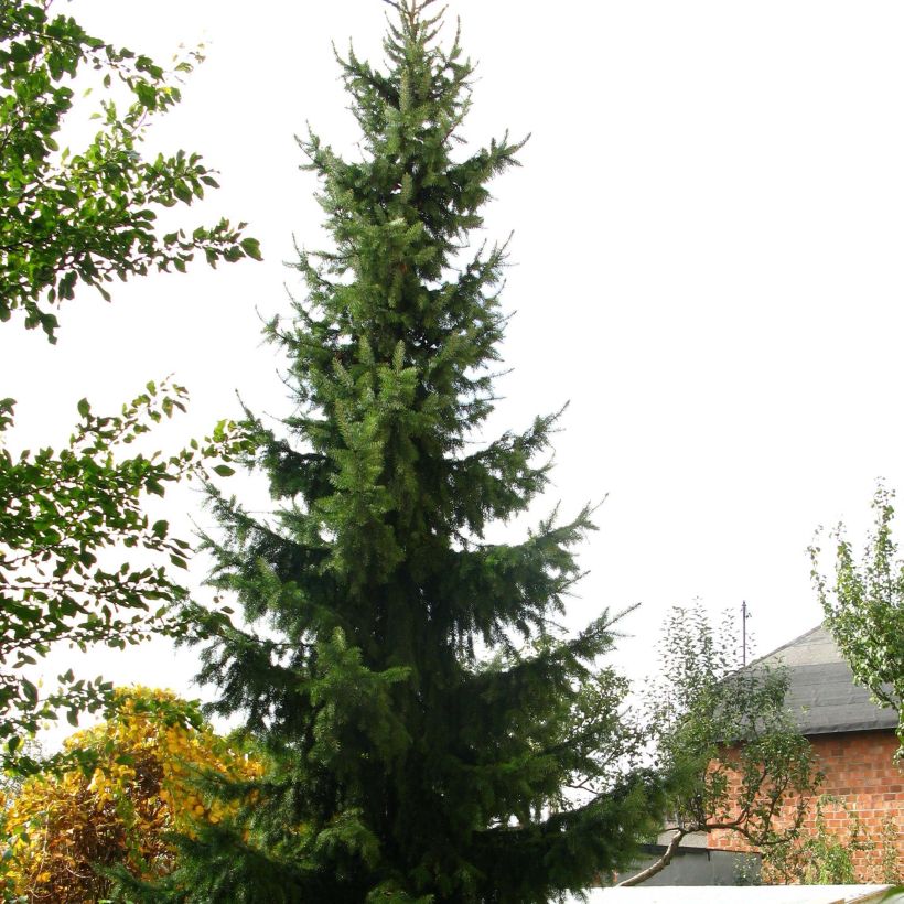 Picea omorika Nana - Serbian Spruce (Plant habit)